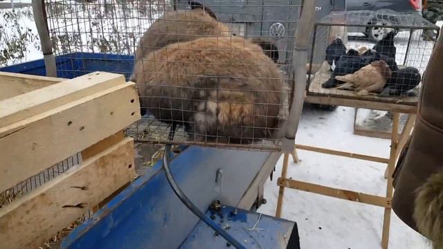 сколько стоит щенок ??? Бойцовый Алабай смотреть онлайн