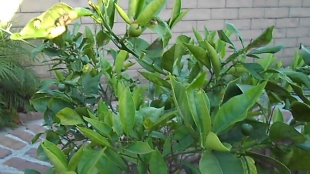 Как растет апельсин смотреть онлайн