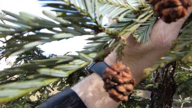 California Redwood (Sequoia Sempervirens)