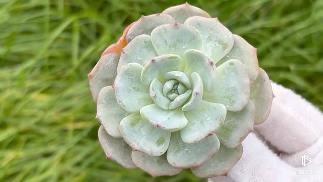 Echeveria Mont Blanc смотреть онлайн