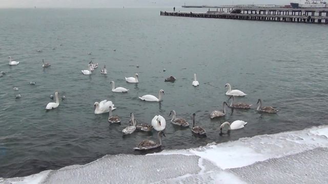 Погода 22.12.2012 в Евпатории отдых лебеди Черное море смотреть онлайн
