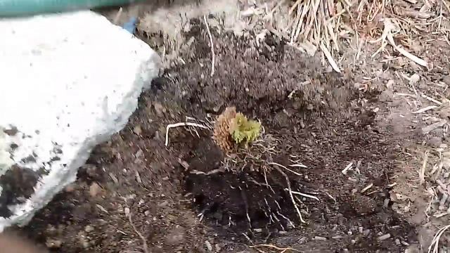 68#.Gunnera Tinctoria- sadzenie do gruntu смотреть онлайн