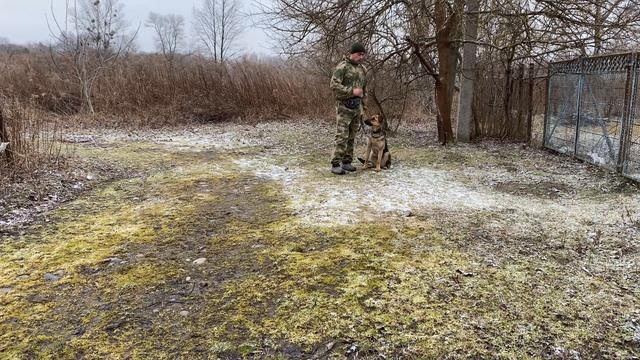 Дрессировка Немецкой овчарки смотреть онлайн