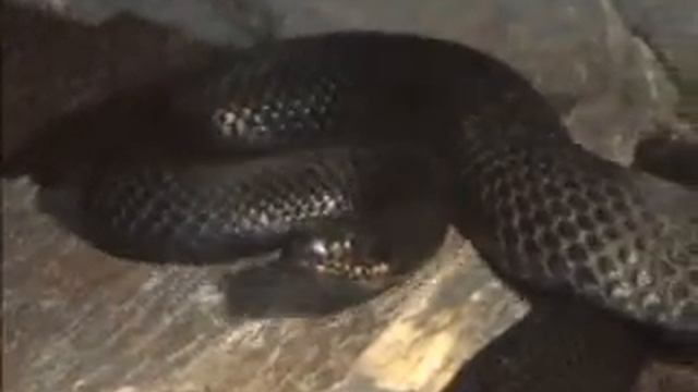 Vipera Berus Berus