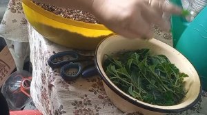 Черенкование крупнолистной гортензии летом