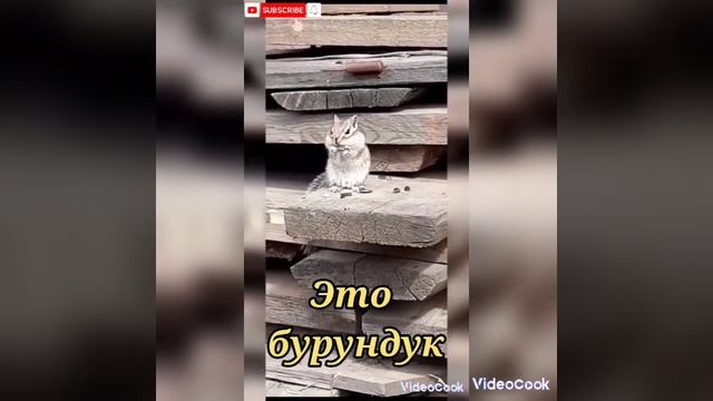 Животные В {Якутии} #ЖИВОТНЫЕ #Тос смотреть онлайн
