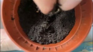 Как посадить апельсин ?| Посадка апельсина и мандарина из косточки в домашних условиях