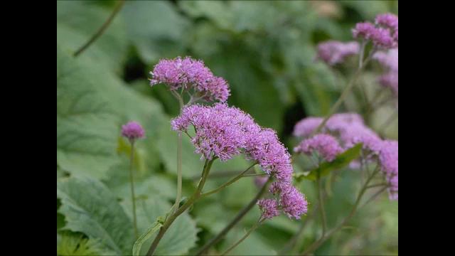 Grauer Alpendost, Heilpflanze смотреть онлайн