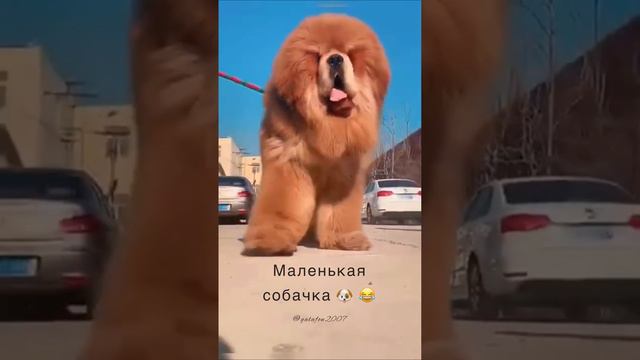 Проживание с питомцами 🐈⬛🐕🐹🦜🐊 смотреть онлайн