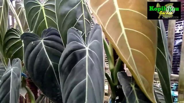 PHILODENDRON MELANOCHRYSUM - Philo Melano смотреть онлайн