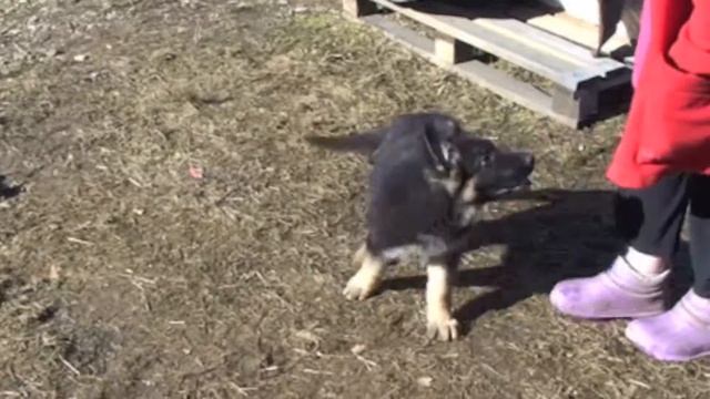 Немецкая овчарка щенки на продажу смотреть онлайн