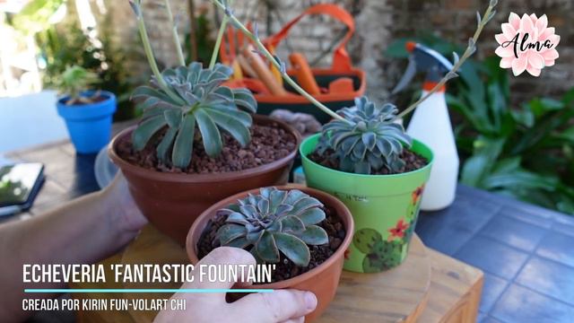 Echeveria 'Fantastic Fountain' #LaSuculentaElegidadeldía смотреть онлайн