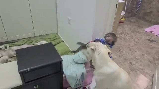 Никуся с визитом к маленьким щенкам 😁 смотреть онлайн
