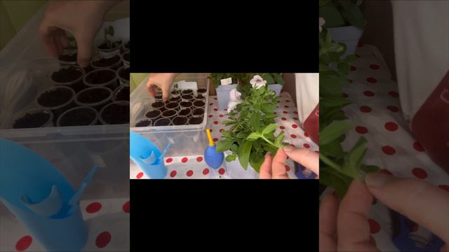 Черенкование петуний смотреть онлайн