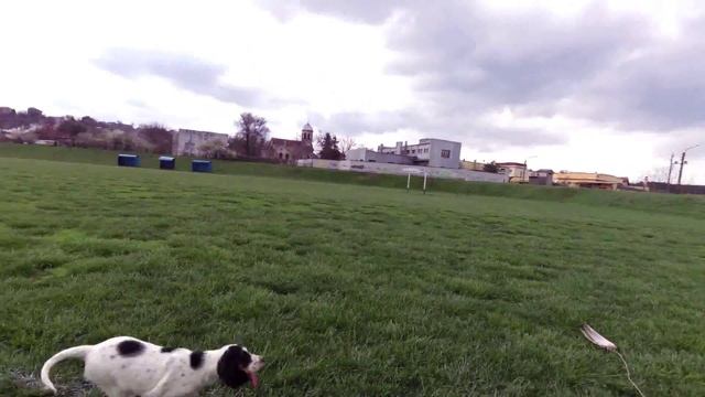 Английски Сетер 2,5 мес.(2) смотреть онлайн