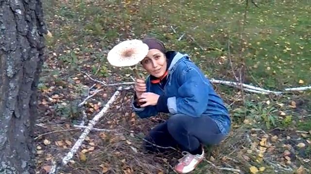 гриб зонтик смотреть онлайн