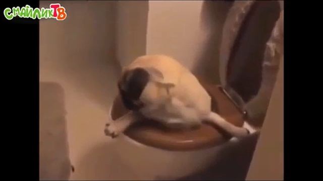 Приколы Январь 2018 (часть 1 -  Смайлик TV)