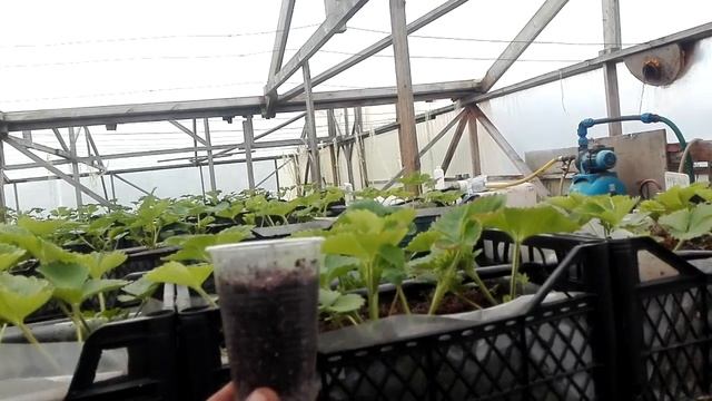 Выращивание клубники в ленобласти, в теплице ,пробный вариант.... смотреть онлайн