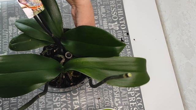 №200/ Два Jaguara в стеклянной вазе (Перевалка орхидей) смотреть онлайн