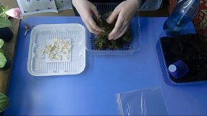 ?Лилия, размножение чешуйками. 100 новых луковиц из одной ! Просто удивительно? ?