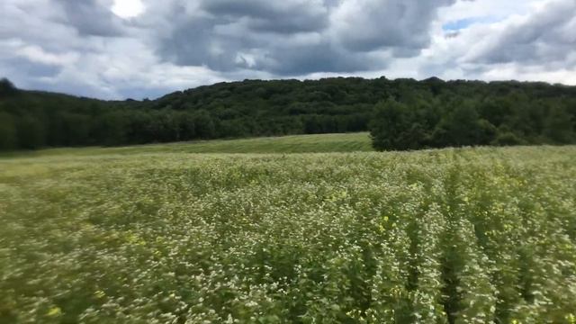 Гречка сорт Дикуль! Посів по цілині 12 травня…