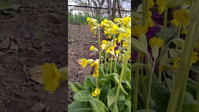 Пчела собирает мед смотреть онлайн