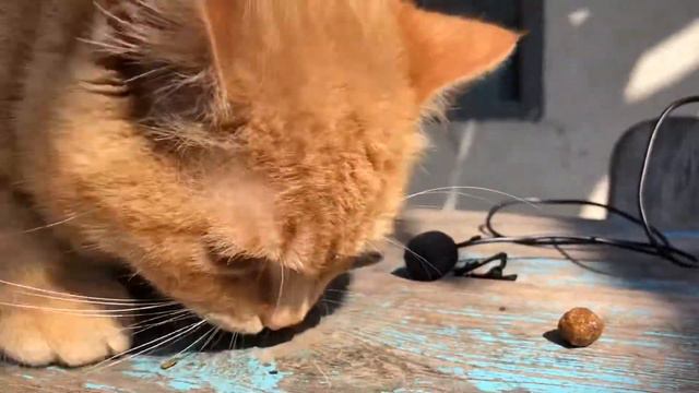 😻Мой кот кушает😻 (АСМР) ASMR video cat смотреть онлайн