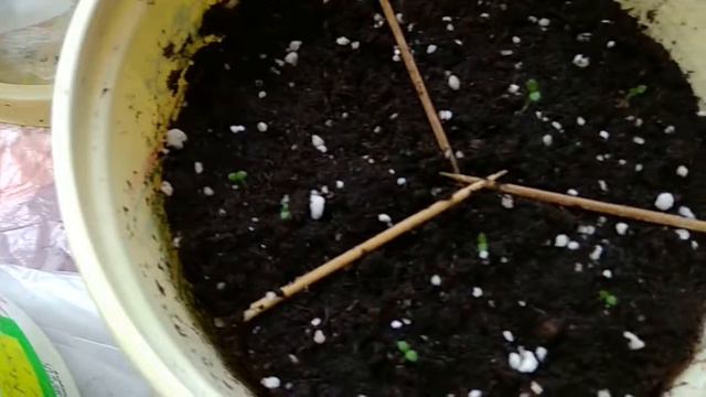 Всходи петунії ампельної і кущової на 11день від посіву. смотреть онлайн