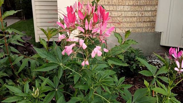 Gladiolus and other flowers bloom in my garden. The song in the end of video was sung by me смотреть онлайн