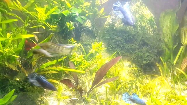 CARBONO LÍQUIDO EM AQUÁRIO PLANTADO - UMA SEMANA DEPOIS DO USO DO GLUTACIM E PRESENTE DO MARCONY смотреть онлайн