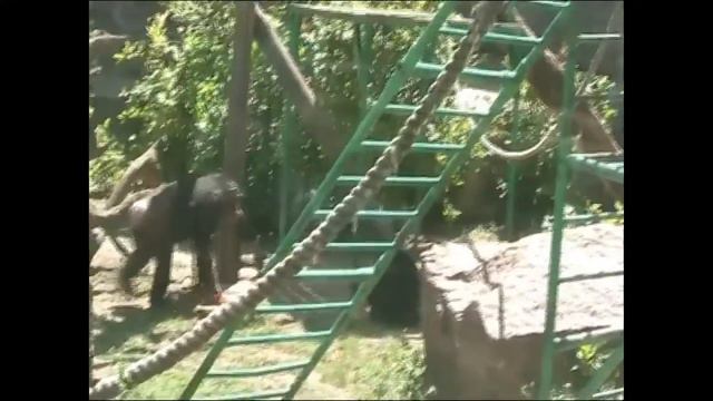 Весёлая и дружная семейка шимпанзе смотреть онлайн