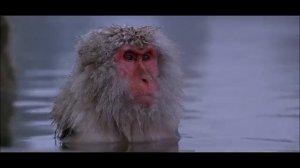 Aphex Twin - Stone In Focus