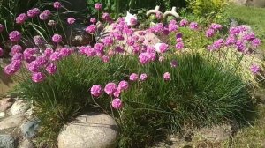 #армерия_приморская#многолетник #