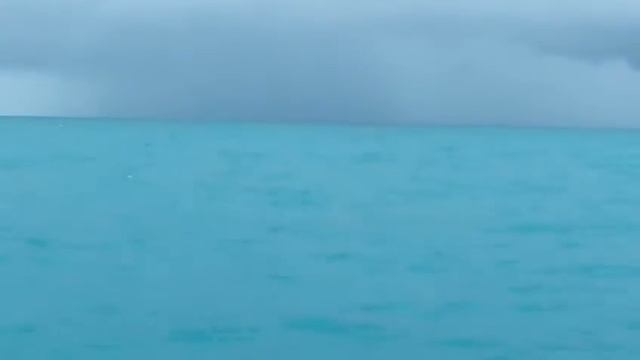 Дельфины в море смотреть онлайн