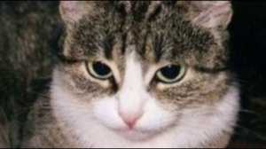 Детская песня - кошка беспородная