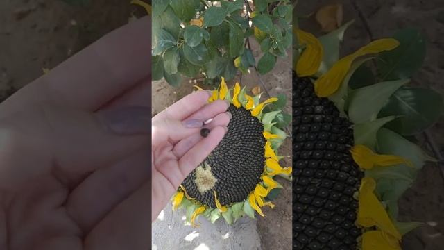 Строение подсолнуха смотреть онлайн