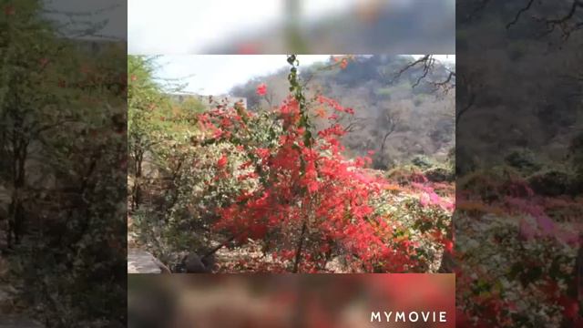 Бактивинод Тхакур   Шаранагати -     Дом в роще Радха кунды - 4 песнь (Бхакти-анукла)