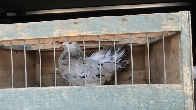Голубиный рынок в Астрахани! 28 05 2023