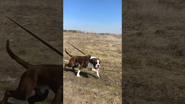Пульсар из мира Анжелики смотреть онлайн