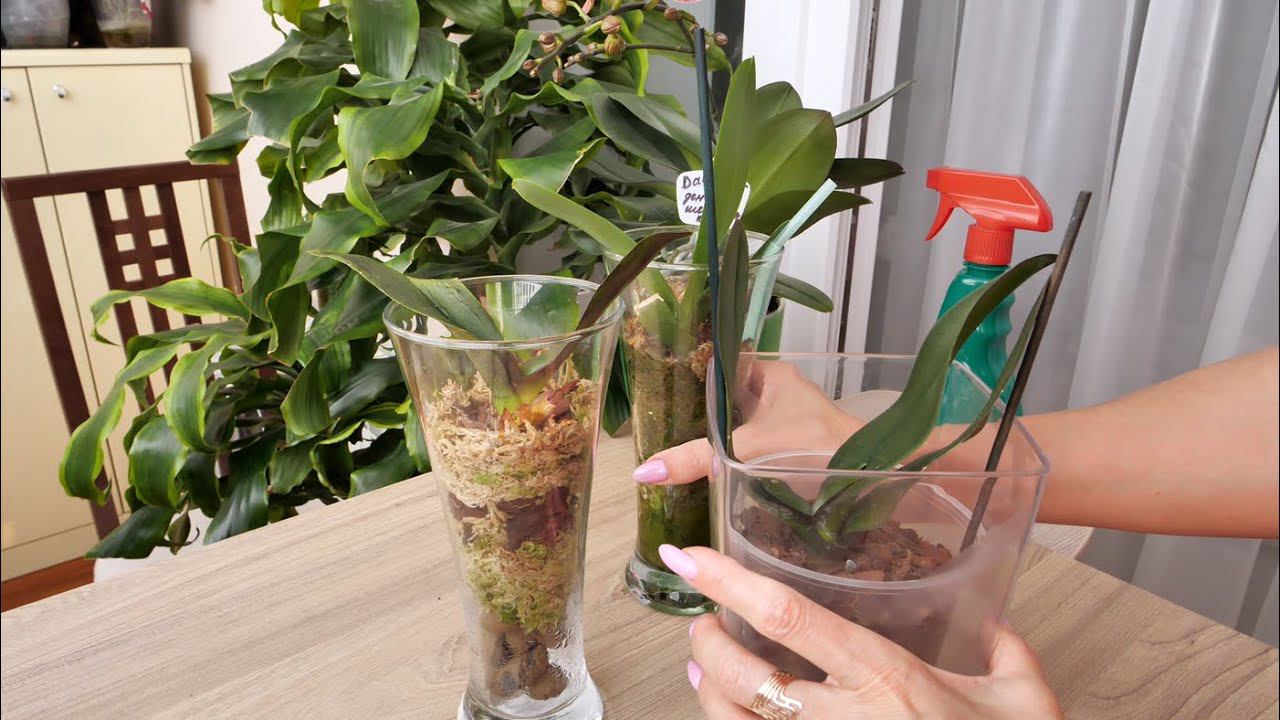 Реанимация орхидей - ДЕЛО НЕПРОСТОЕ. Орхидеи ОТ ТАМАРЫ. Живы ли они?/ Проталинку НЕ УЗНАЕТЕ. смотреть онлайн