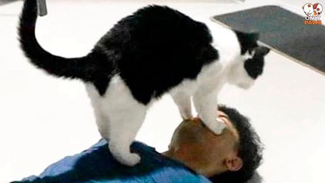 Eine schwarz weiße Katze hielt ihre Besitzerin wach, bis der Krankenwagen eintraf смотреть онлайн