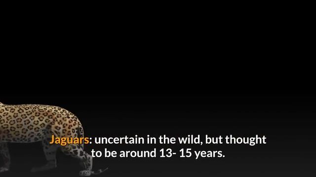 What are the Difference Between a Jaguar and a Leopard - Comparison and Hidden Facts смотреть онлайн