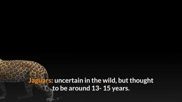 What are the Difference Between a Jaguar and a Leopard - Comparison and Hidden Facts