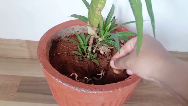 Mexican petunia care/how to care for Mexican petuni /how to grow Mexican petunia #mexicanpetunia смотреть онлайн