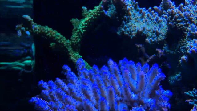 35 Gallon Triton core7 смотреть онлайн