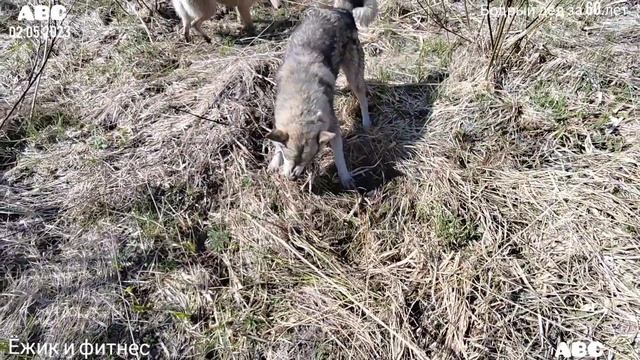 Ёжик в лесу и собаки #Бодрыйдедза60лет #будогощь смотреть онлайн