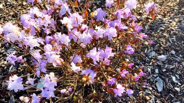 Azaleas cultivadas en el exterior, mis recomendaciones. ║Orquídeas en el mundo смотреть онлайн