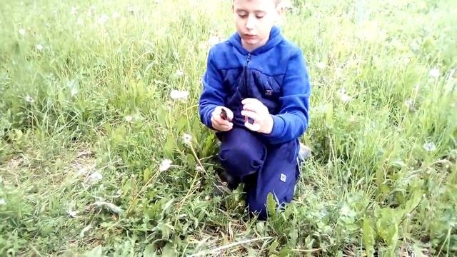 Свисток из одуванчика))) смотреть онлайн