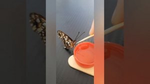 ?Как ухаживать за бабочкой?? (Домик, еда, кормление и т. д.) #butterfly #popular #fyp