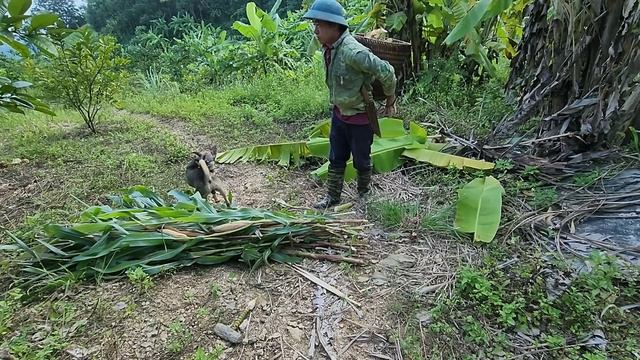Jhony visits the garden and feeds the wild boar, Survival instinct, Building a life (Ep 184) смотреть онлайн